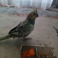 عروس هلندی نر دو ماهه|پرنده|رشت, کوی مهر|دیوار