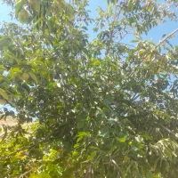 خریدار میش داشتی و یا بره نر با زمین معاوضه میکنم