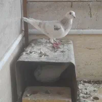 جفت کفتر سار و کاکلی