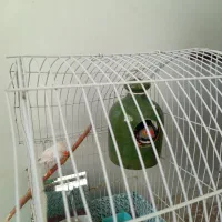 نفج نر وماده|پرنده|زبرخان, |دیوار