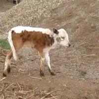 گاوباگوساله ماده