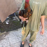 خروس لاری|حیوانات مزرعه|خان ببین, |دیوار