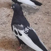سینه سیاه