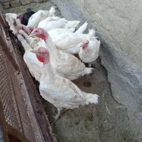 بوقلمون بیوتی گوشتی