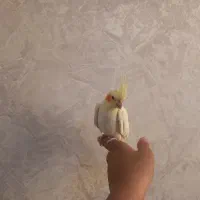 عروس هلندی نر ۳ ماهه|پرنده|فردیس, داوری|دیوار