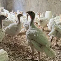 جوجه بوقلمون بیوتی فوق سنگین یک ماهه|حیوانات مزرعه|بانه, |دیوار