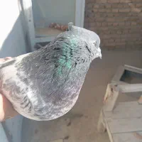 کبوتر|پرنده|مرند, |دیوار