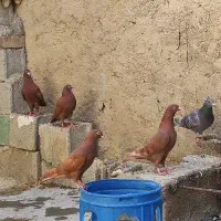 سرخ|پرنده|نورآباد ممسنی, |دیوار