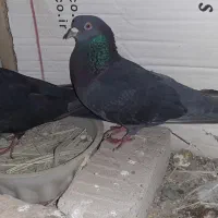 نر سبز چاپی