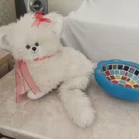 گربه سفید در حد نو فقط ۲۵۰هزار تومن|اسباب‌‌بازی|قزوین, |دیوار