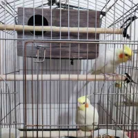 عروس هلندی|پرنده|شیراز, شریف‌آباد|دیوار