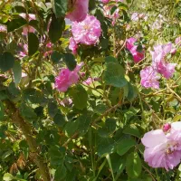 فروش باغ در طالقان،تهاتر با آپارتمان در کرج،خودرو