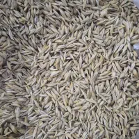 جو جلگه محلی