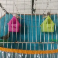 دو جفت فنچ سالم به شرط تخم جوجه|پرنده|تربت‌حیدریه, ابوذر|دیوار