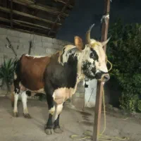 ورزا خوش خوراک