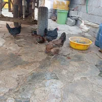 سه عددمرغ عربی تخم گذارودوعددنمیچه