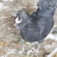 تخم مرغ گلین چهل تاج ریشو|حیوانات مزرعه|اهواز, اهواز|دیوار