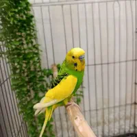 یک عدد نر آماده و مست
