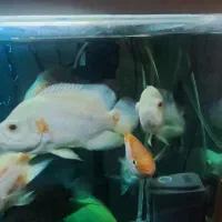 اسکار آلبینو وپرتقالی درشت