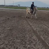 اسب|اسب و تجهیزات اسب‌سواری|مرودشت, نقش رستم|دیوار