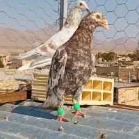 کفتر سرور