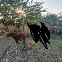 گاو زاییده با گوساله ماده|حیوانات مزرعه|اهواز, کمپلو شمالی|دیوار