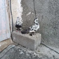 کفتر فروشی|پرنده|ماهدشت, |دیوار