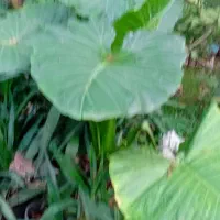 گل طبیعی|گل و گیاه طبیعی|رشت, کوی مهر|دیوار