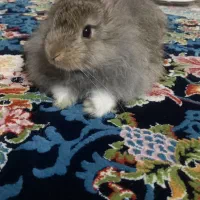 خرگوش کوچک سرحال .|موش و خرگوش|قرچک, زیبا شهر|دیوار