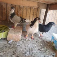 کفتر خوشرنگ،رنگی