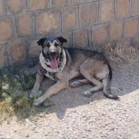 این سگ دزدیده شده