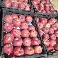 قرمز سیب استخوانی|عمده‌فروشی|ایجرود, |دیوار