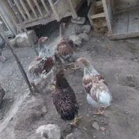فروش تخم نطفه دار