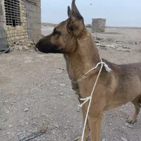 سگ نر باهوش 6 ماهه