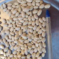 لوبیا سفید بوجار درختی بارده عالی