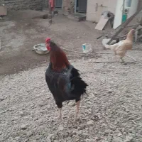 خروس معمولی|حیوانات مزرعه|مینودشت, |دیوار