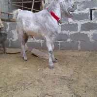 فروش. کهره چکل سوز دورگ پاکستانی