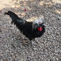 خروس  لهستانی اصل ۸ماهه جوان|حیوانات مزرعه|رشت, گلزاران|دیوار