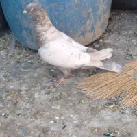 کفت قلدر بشرط همه چیز|پرنده|مشهد, عسگریه|دیوار