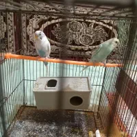 مرغ عشق جفت