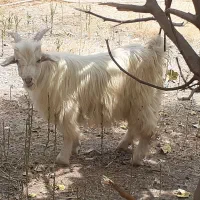 فروش فوری