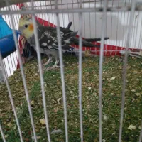 عروس هلندی سالم موقعیت سرایان سه ۴ ۱۸۰۰|پرنده|فردوس (خراسان), |دیوار