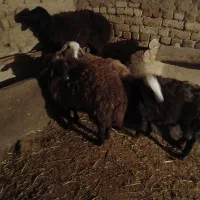 بره ماده|حیوانات مزرعه|دشتابی, |دیوار