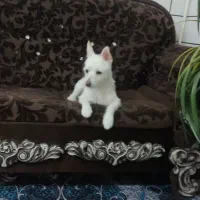 سگ اشپیدز با نمک او حرف گوش کن|سگ|ساوه, |دیوار