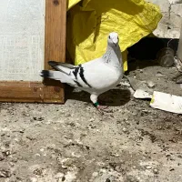 شامی پلاکی نر