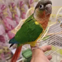 طوطی گرینچیک جوجه سرلاکی