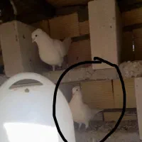 یه جفت کفتر