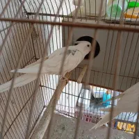 عروس نر تک خال آلبینو|پرنده|باقرشهر, |دیوار