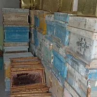 کندو و پوکه زنبور