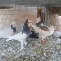 کفتر ماده|پرنده|شیراز, پارک آزادی|دیوار